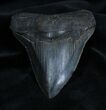 Serrated Georgia Inch Megalodon Tooth #1352-2